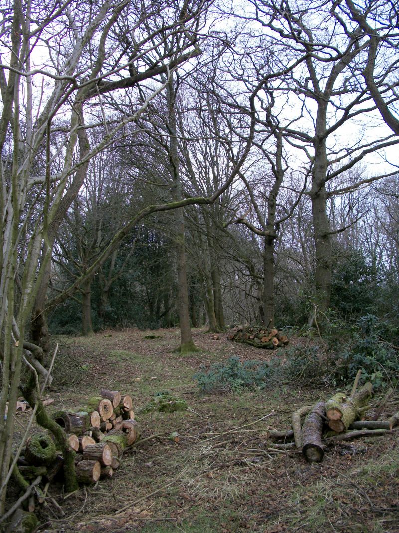 Wood gathering Feb.JPG